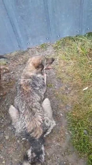 Собаке нужен дом! Срочно!