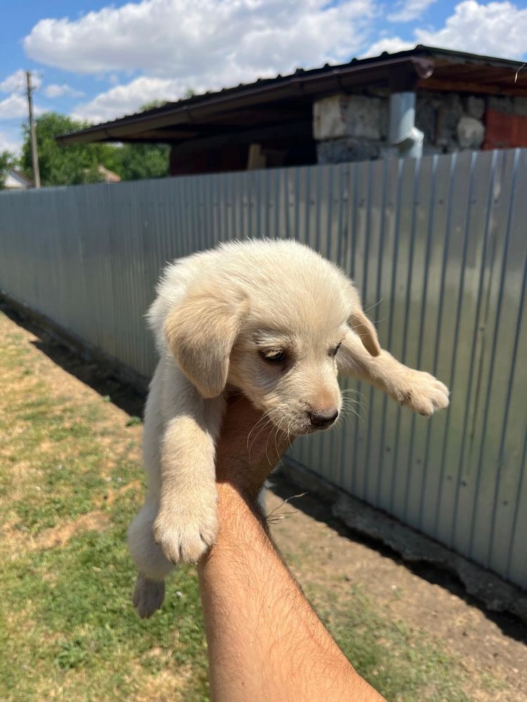 Donez metis labrador
