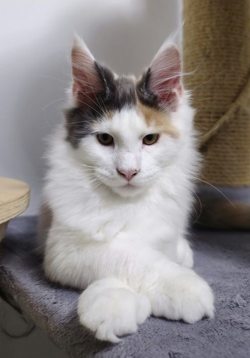 Fetita Maine Coon cu pedigree
