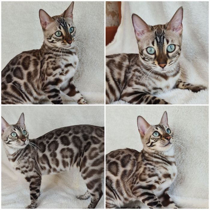 Бенгальская кошечка эксклюзивного окраса угольный минк