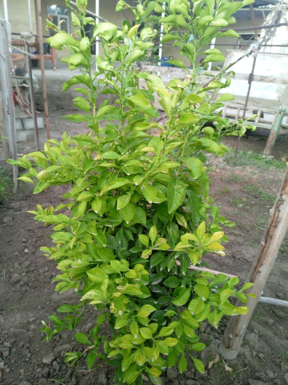 Limon koʼchatlari sotiladi