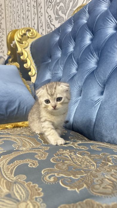 Arzonga seribristiy quloqchasi qaytgan shinshilla mushukcha