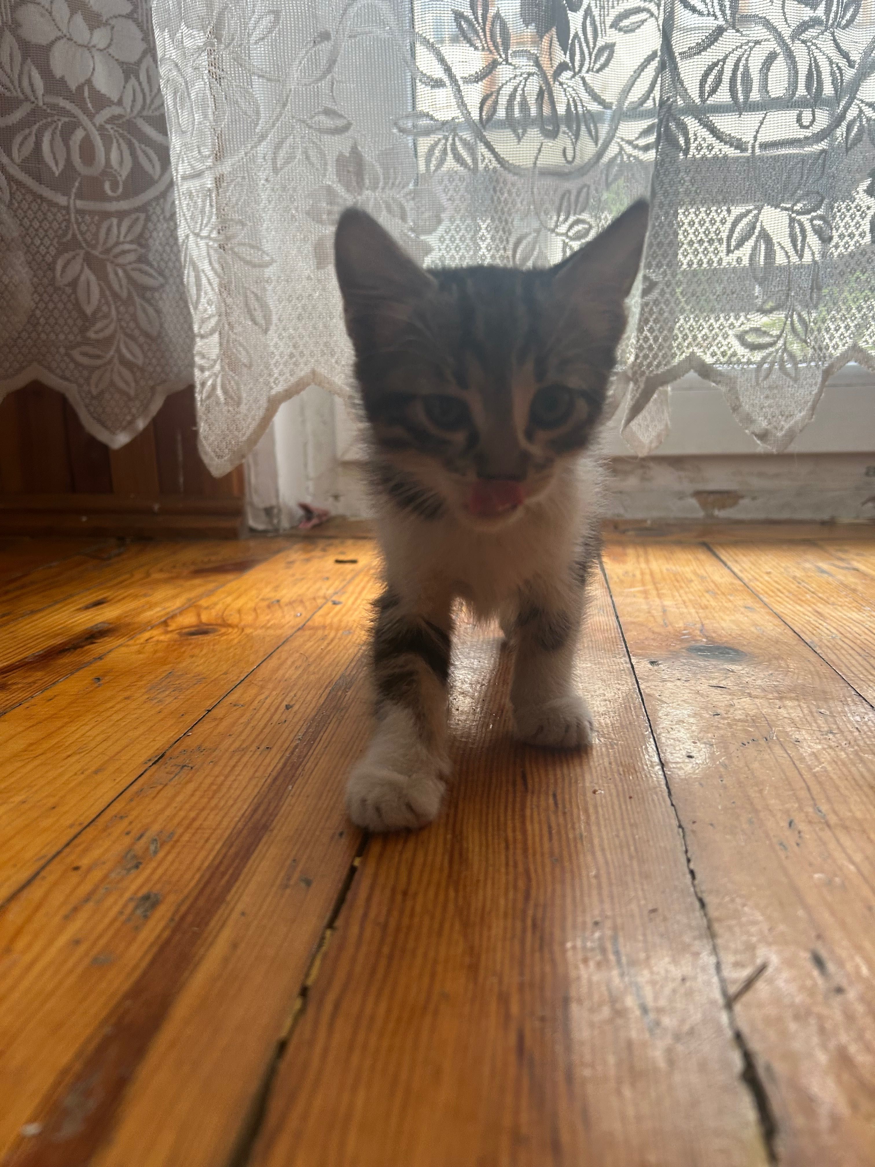 Мъжко коте около 2 месеца