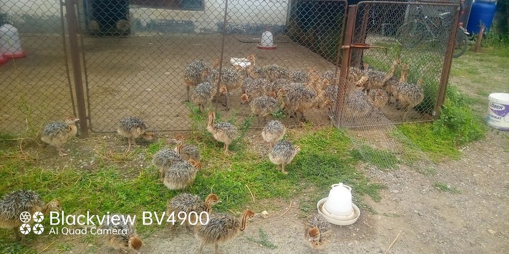 Pui de struți, la ferma din Miron Costin!