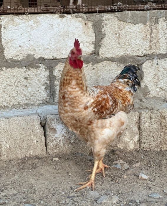 Царскосельская порода әтеш 4 айлық