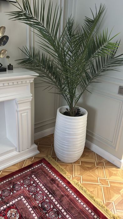 пальма срочно 160-200см крупное растение цветы ПЕРЕСАЖЕНЫ