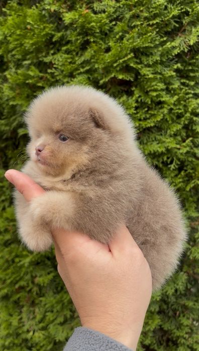 Мини померанский шпиц !