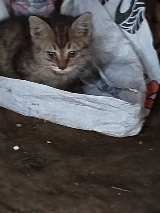 Отдам котят в добрые  нежные руки