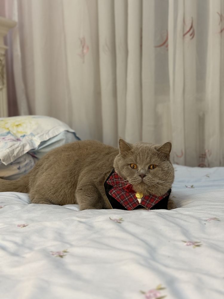 Вязка Британец кот