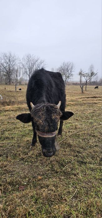 Букача сотилади.