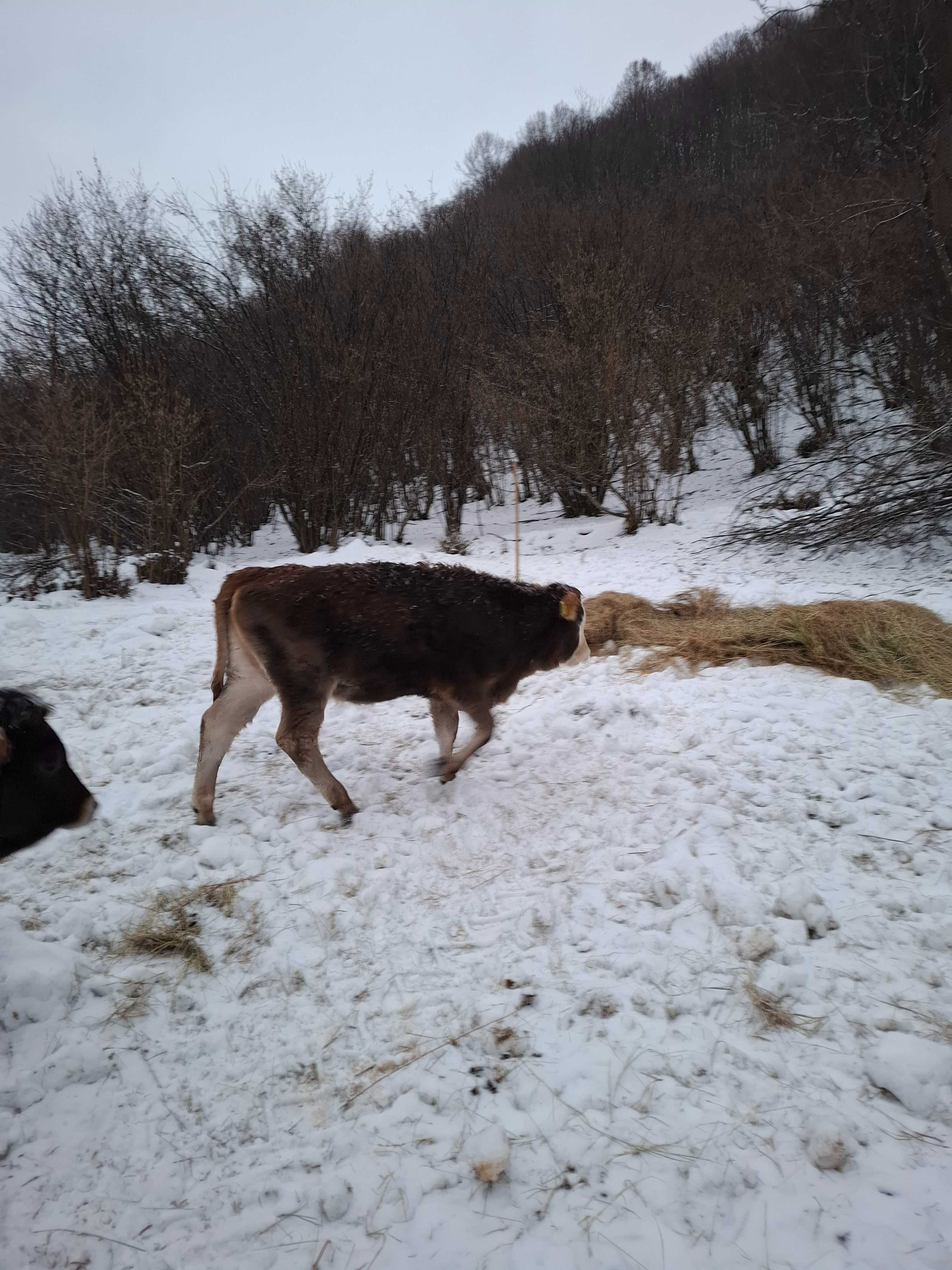Vând viței  bruni