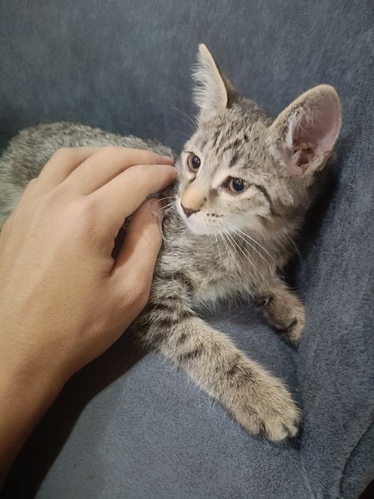 Отдается в хорошие руки Кот