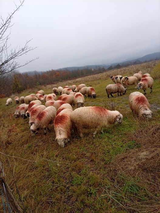 Vând 50 oii tinere