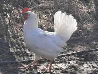 Vand gaini din rasa Leghorn