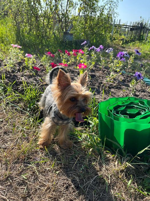 Мини Йорк ищет невесту