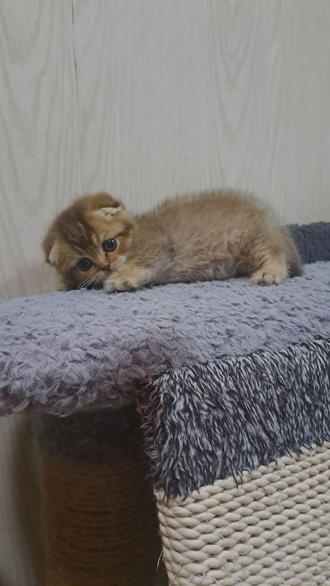 Продается элитный скотиш фолд