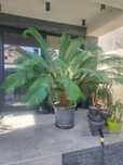 Cycas revoluta palmier