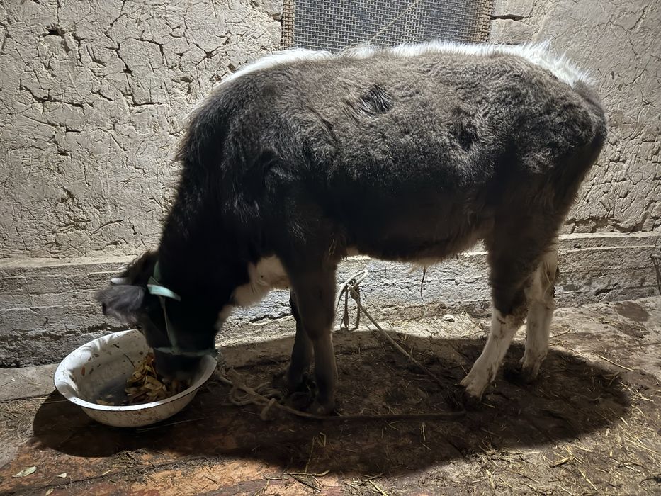 1 жасар бука сатылады