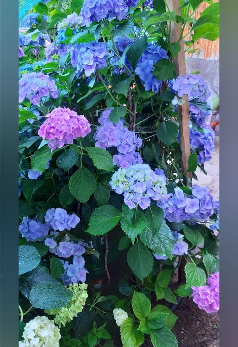 Хортензия  Розова