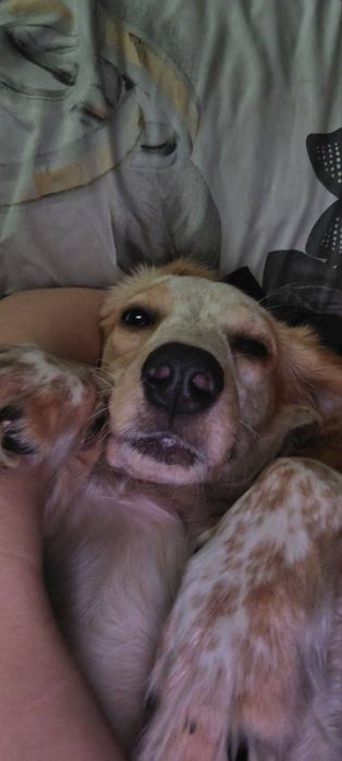 Ищем кобеля для вязки срочно