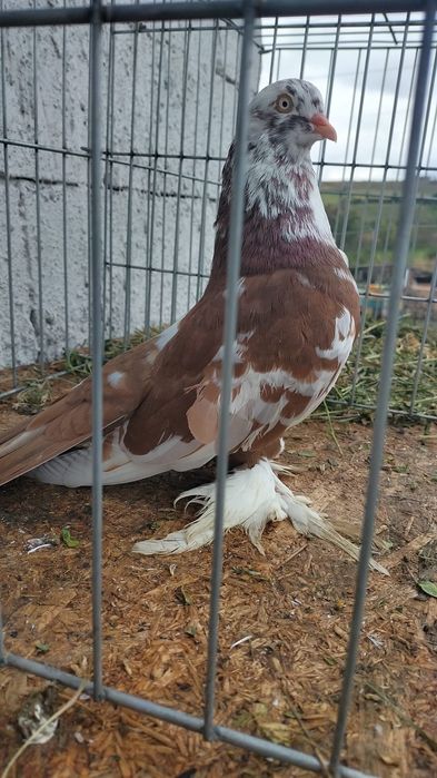 Porumbei Rolleri Persan