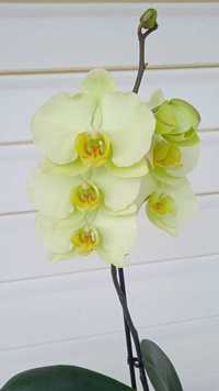 Орхидея фаленопсис зеленого цвета. Сорт Green Dragon.