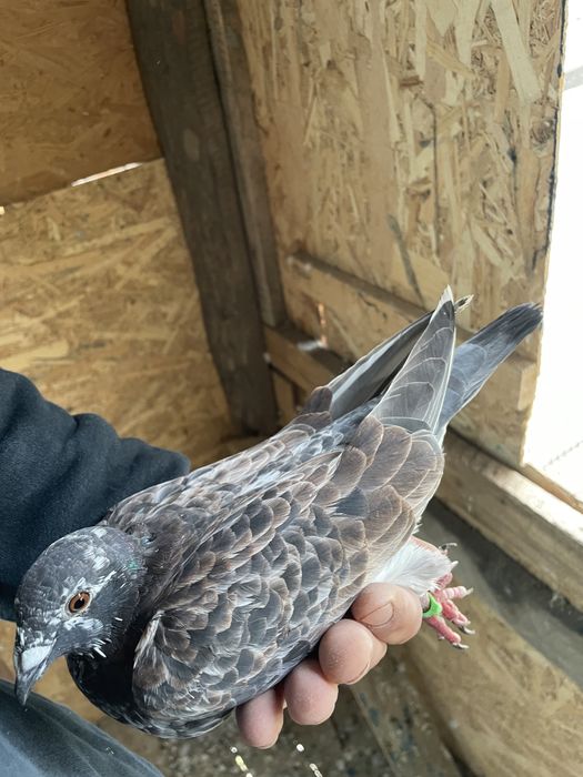 Vand porumbei viiajori inelati