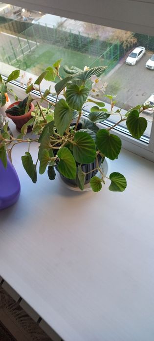 Продам комнатные цветы- бегония, кротон