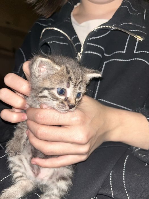 Отдам котят в хорошие Руки