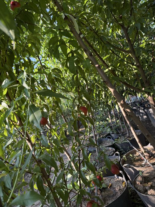 Pomi fructiferi la ghiveci!