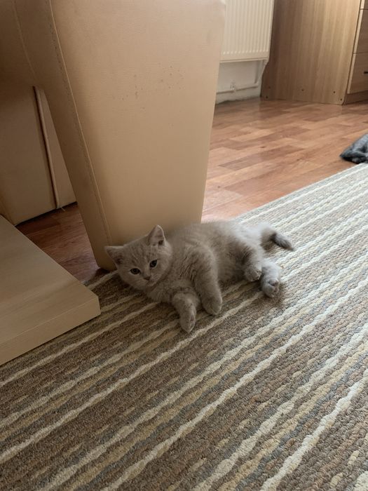 Pisica Scottish Fold