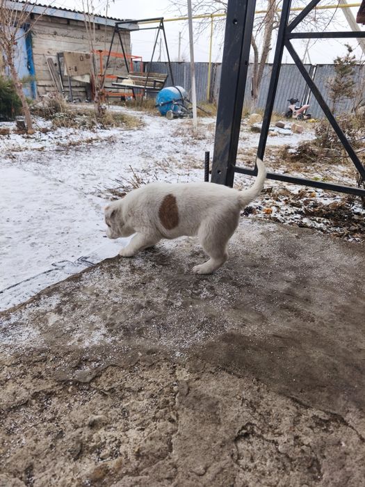 Отдам щенят девочки