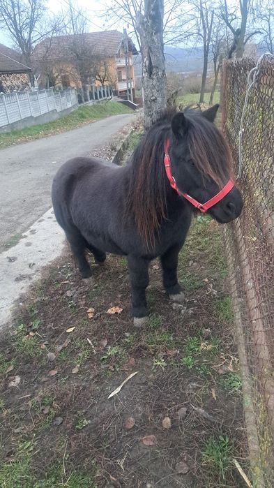 Poneiță de vanzare