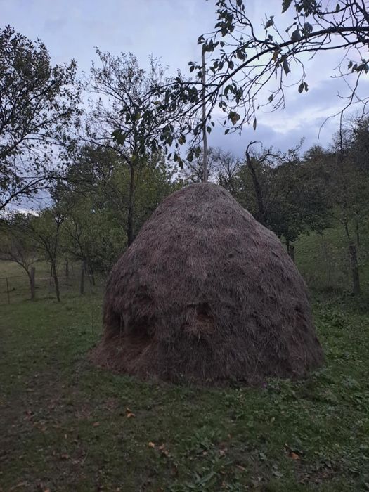 Vind fîn de anul trecut