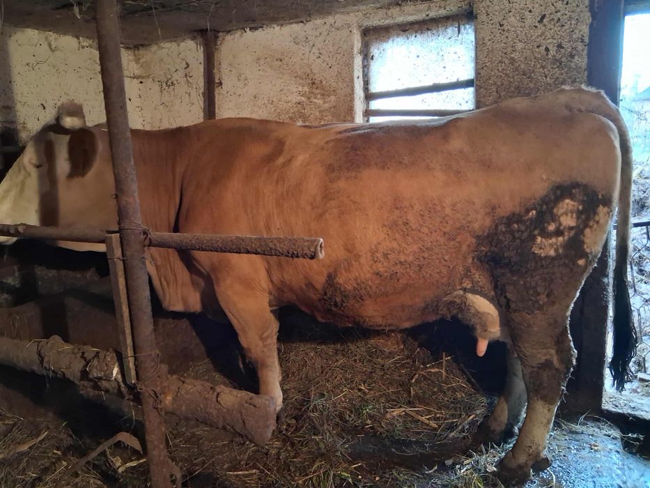 VAND VACA Gestanta in 8 luni