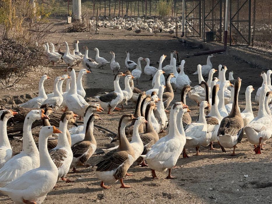 Gozlar sotiladi tuhumga krgan