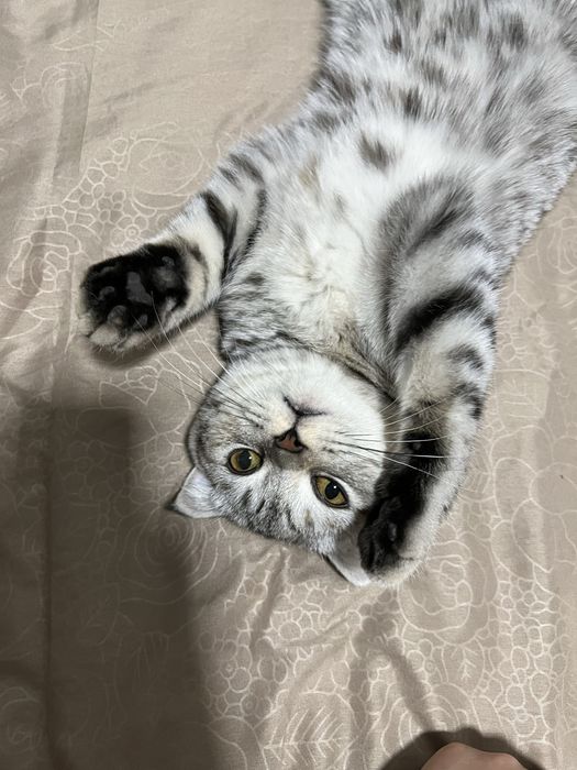 Mushuk skottish fold strait tozza zoti