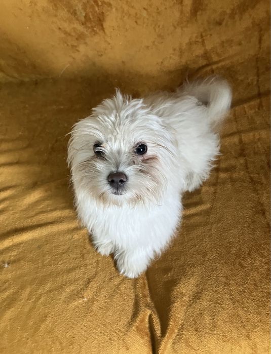Cățeluş bichon maltez