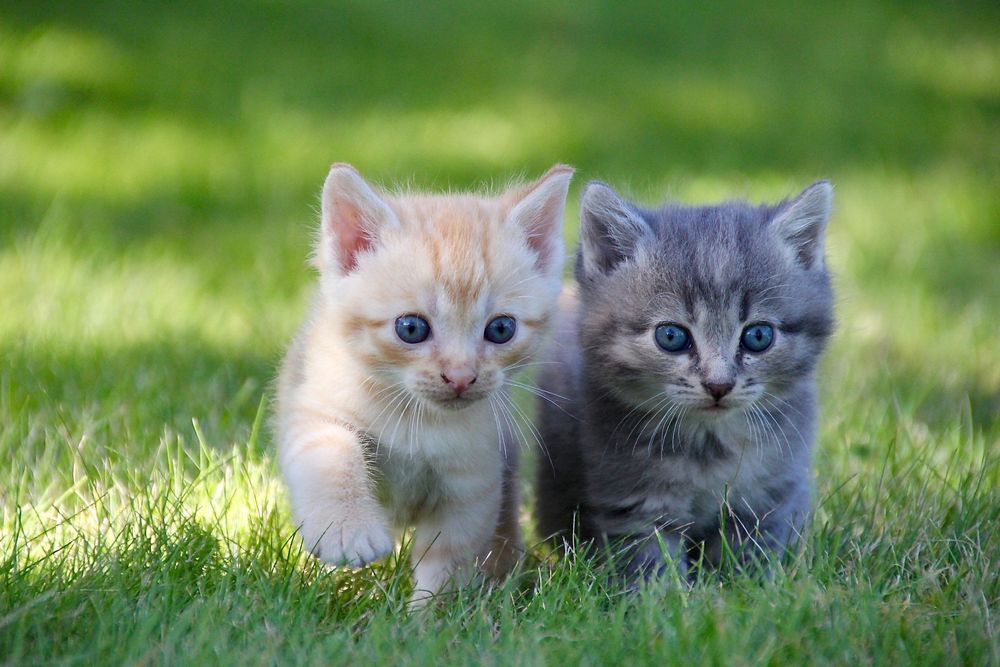 Sigma 18-200mm f/3.5-6.3D DC DX обектив Никон