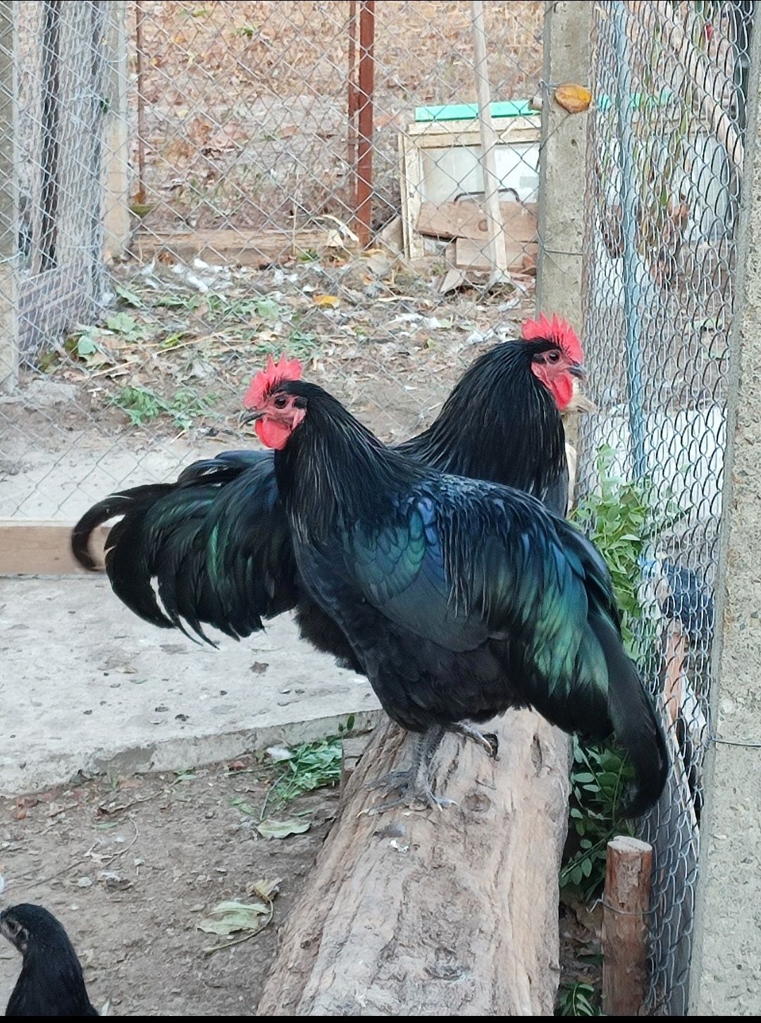 Oua de australorp si moțată olandeza