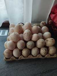 Oua de rata pekin pentru incubat