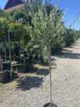Maslin copacel (olea europea)