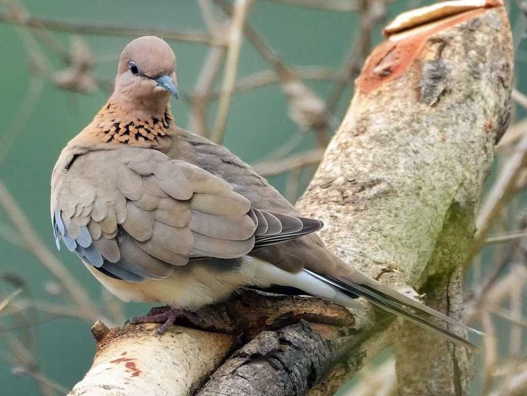 Екзотични Гълъби и Гургулици