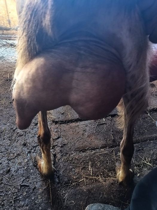 Capre si Iezi de vânzare