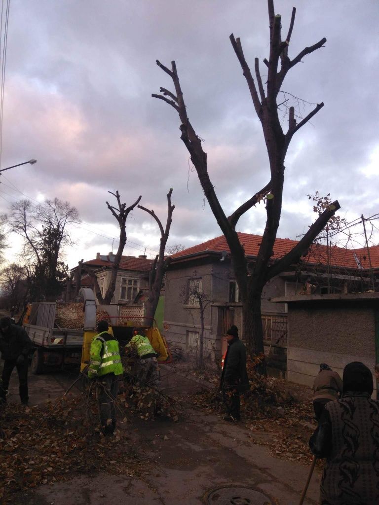 Рязане на високи опасни дървета,кастрене на клони и почистване