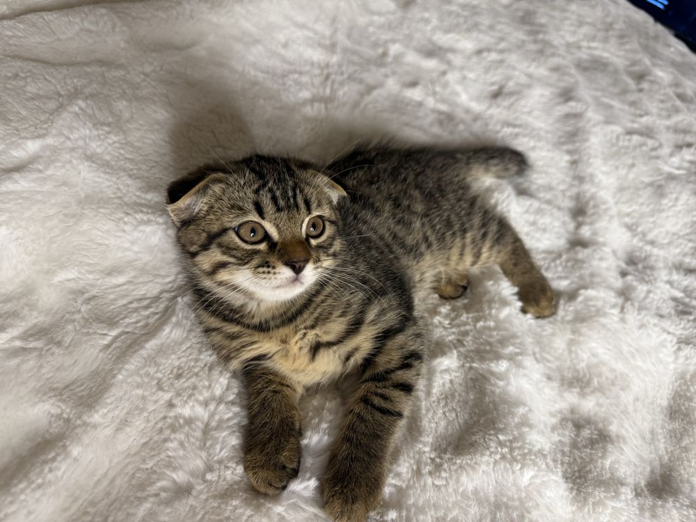 ‼ Продается шотландский вислоухий котенок, мальчик скоттиш фолд ‼
