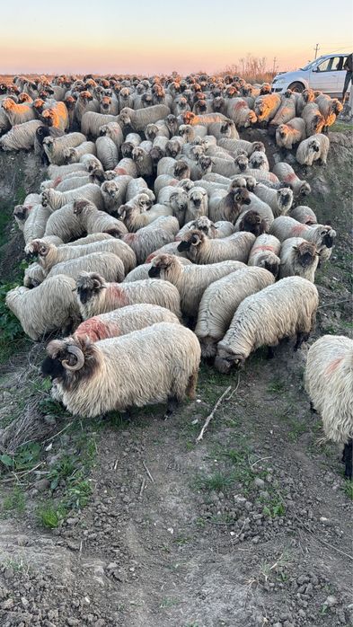 Vand 200 de oi selectate