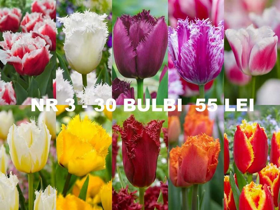 Bulbi de lalele diverse pachete de la 1 leu