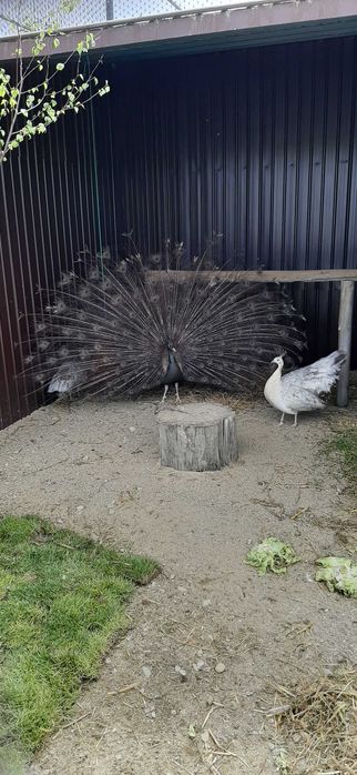 Vând Pauni Maturi si Tineri