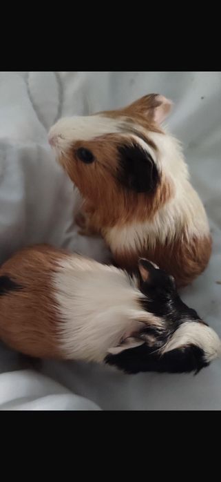 Donez pui de porcușori de guinea